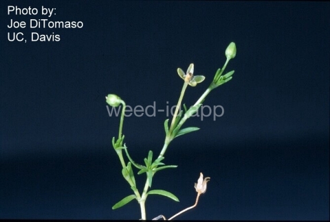 pearlwort, dwarf